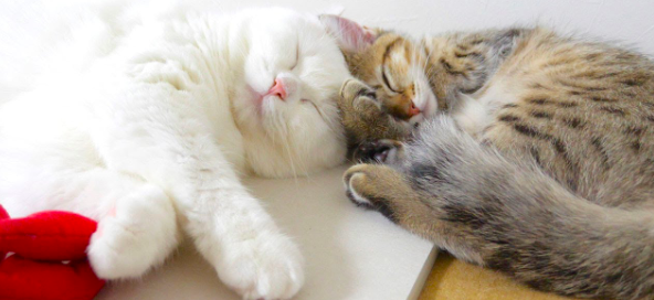 two sleep cat
