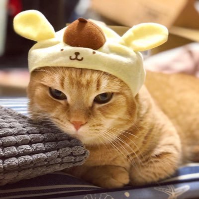 cat purin